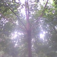 長期供應(yīng)重陽木