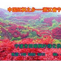 常年供應(yīng):紅楓/櫻花/桂花/茶花/茶梅/五針?biāo)?/></a>
<ul><li><a href=