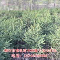 供應(yīng)云杉，云杉苗，云杉樹(shù)苗，云杉小苗，青仟云杉，紅皮云杉