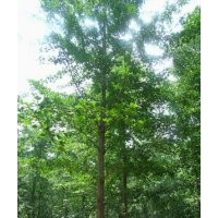 低價供應(yīng)銀杏樹