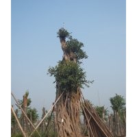 出售50-200cm黃葛樹大樹，四川黃葛樹大樹