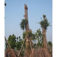 提供Ф143cm四川大黃葛樹，黃葛樹大樹圖片，黃葛樹大樹