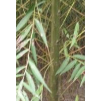 買竹柳到青峰苗木基地