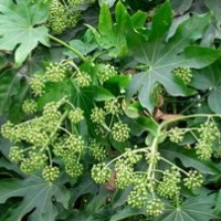 成都八角金盤價(jià)格 成都八角金盤報(bào)價(jià) 八角金盤品種 八角金盤規(guī)格