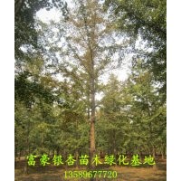 供應18公分銀杏樹