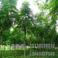 金葉榆專業(yè)供應(yīng)海源物美價(jià)廉