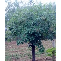 供應(yīng)、各種玉蘭、黃櫨、五角楓