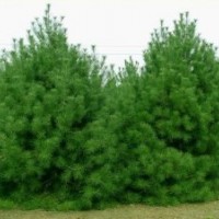 山東3米白皮松 山東3.5米白皮松 山東3米白皮松價格