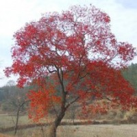 烏桕，安徽烏桕，烏桕價格，求購烏桕