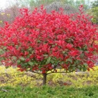 湖南紅葉石楠，紅葉石楠球,紅葉石楠小苗,高桿紅葉石楠