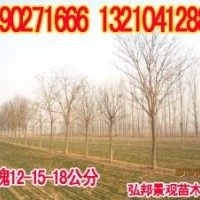 供應(yīng)國(guó)槐等苗木