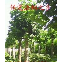 專營(yíng)速生法桐 速生法桐苗子