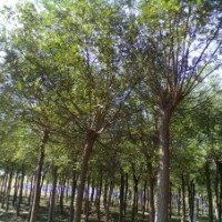 椿樹(shù)-毛白楊-１０７-白蠟苗法桐-合歡