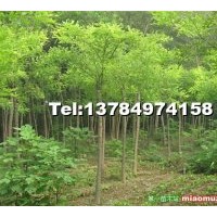 供應(yīng)黃金槐