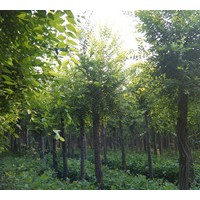 供千頭椿、國槐、刺槐、榆樹、合歡