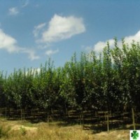 低價苗:西湖海棠，蜀檜,龍柏、地柏，扶芳藤