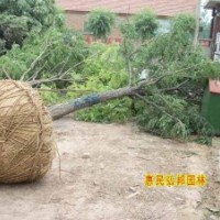 供應(yīng)刺槐，刺槐樹(shù)，刺槐價(jià)格