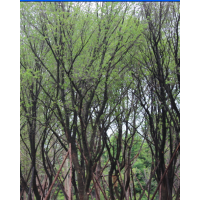 長期供應精品茶條槭，蒙古櫟，皂角，雞爪槭，五角楓，青楓，紅楓