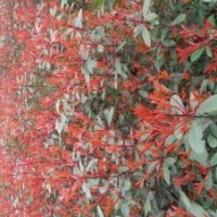 大量出售紅葉石楠、紫薇、千竺桂