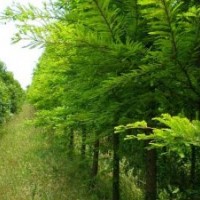 供應(yīng)落羽杉 各直徑的落羽杉價(jià)格