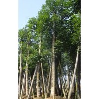 秋楓產(chǎn)地，廣東秋楓，福建秋楓報(bào)價(jià)