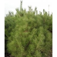 出售陜西油松2.5米-3米。3米-3.5米。3.5米。吉林五角楓，暴馬子