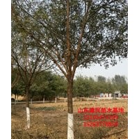 15公分3年帽國(guó)槐價(jià)格