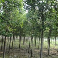 8公分速生白蠟3年帽白蠟價(jià)格