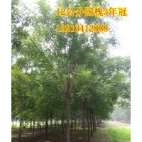 供應(yīng)山東苗木種植基地惠民12公分國(guó)槐6000棵苗圃苗、隨時(shí)起苗