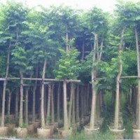 火焰木的價格，福建火焰木，火焰木供應商