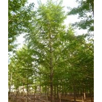 專供10-25公分銀杏樹(shù)