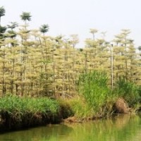 錦葉欖仁,花葉欖仁彩葉品牌精品苗現(xiàn)貨直發(fā)