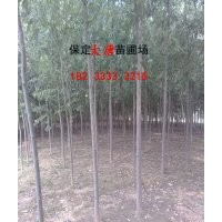 哪里有速生柳，河北速生柳，北方哪里有賣速生柳的