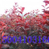 中華太陽(yáng)李、大量供應(yīng)中華太陽(yáng)李子苗