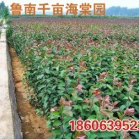 山東北美海棠苗木，根接苗，芽苗，半成品苗，實(shí)生苗，成品苗