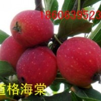 供應(yīng)山東北美海棠，王族、亞當(dāng)、道格、鉆石、雪球、絢