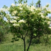 山西兄弟苗圃暴馬丁香