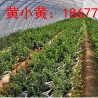 一級紅豆杉出售