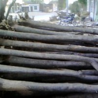 工程國槐，原生國槐，國槐小苗，白皮松，油松