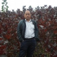 河北深州豐林苗木專業(yè)合作社