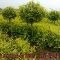 金葉榆專業(yè)生產(chǎn)基地