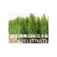 供應(yīng):蜀檜,龍柏,鋪地柏,沙地柏,西湖海棠