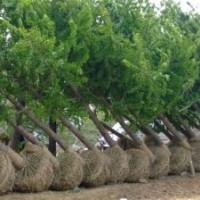 供應(yīng)銀杏樹，山東銀杏