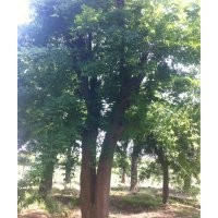 國槐，法桐，合歡，山東鄆城大地苗圃