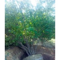 叢生八棱海棠樹