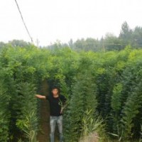 國槐國槐大國槐優(yōu)質(zhì)國槐基地