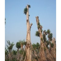 提供黃葛樹大樹，黃葛樹大樹資訊，瀘州大黃葛樹