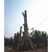 出售Ф172cm黃葛樹(shù)大樹(shù)