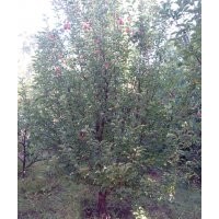 金玉苗木長期供應(yīng)京紅海棠樹