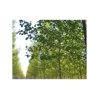 毛白楊|千頭椿|速生柳|冠縣農(nóng)稷苗木有限公司